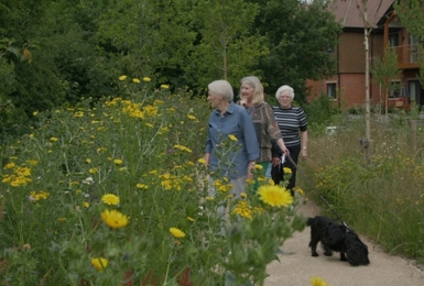 No Mow May to boost insects and wildlife