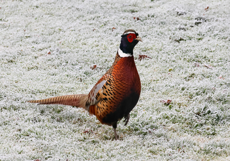 Pheasant On Winter Patrol Sarah Lightfoot 5B Whybrow Gardens