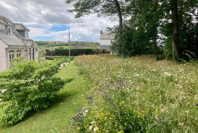 Bringing wildflowers back to Roseland Parc