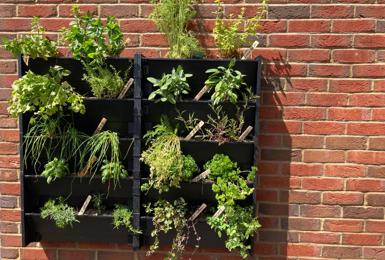 Kitchen Herb Garden for Elmbridge Village