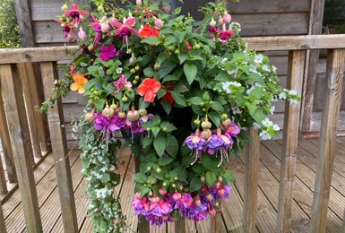 Residents delight at homegrown hanging baskets for Charters Village