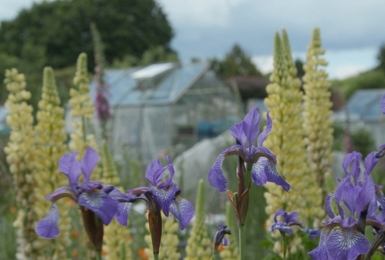 Elmbridge Village wins South & South East in Bloom competition