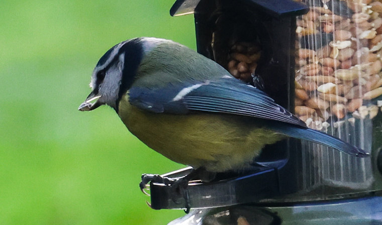 Blue Tit Breakfast Sarah Lightfoot 5B Whybrow Gardens