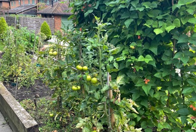 The short journey from allotment to plate at Mayford Grange