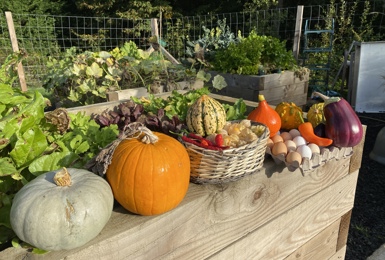 The kitchen garden goes from strength to strength