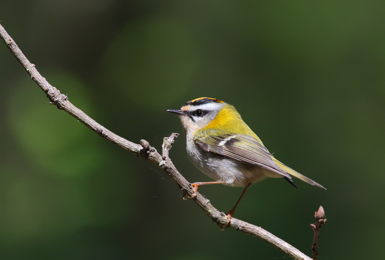 New Bird Boxes for National Nestbox Week