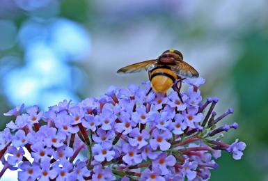 Sustainability photography competition shows progress on biodiversity in retirement communities